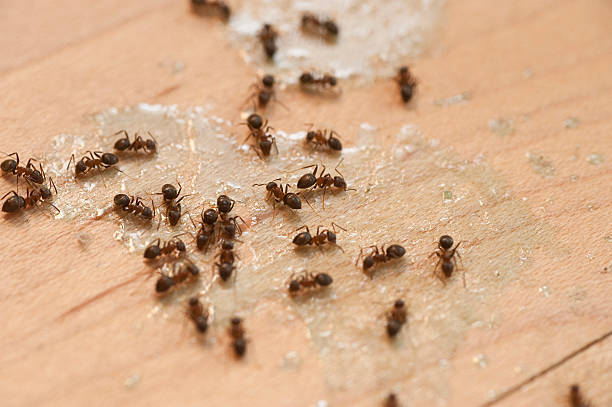 Best Pest Prevention Services  in Republic, MO